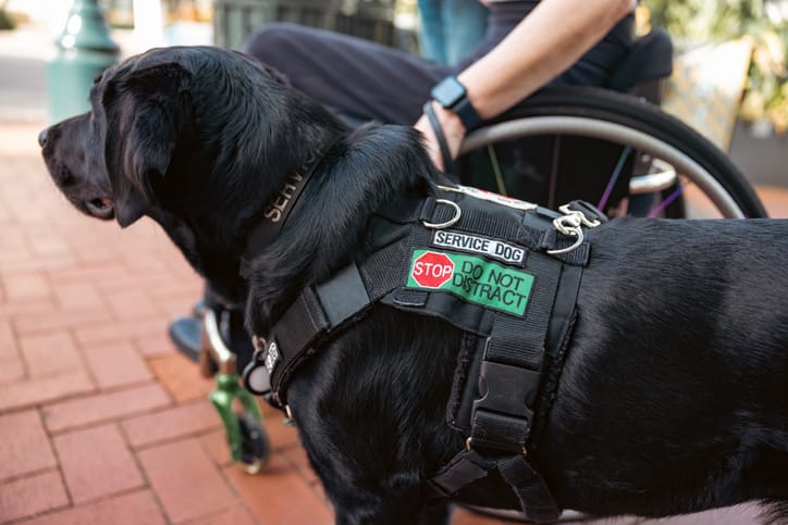 Service dog waiting beside his human that needs assistance.