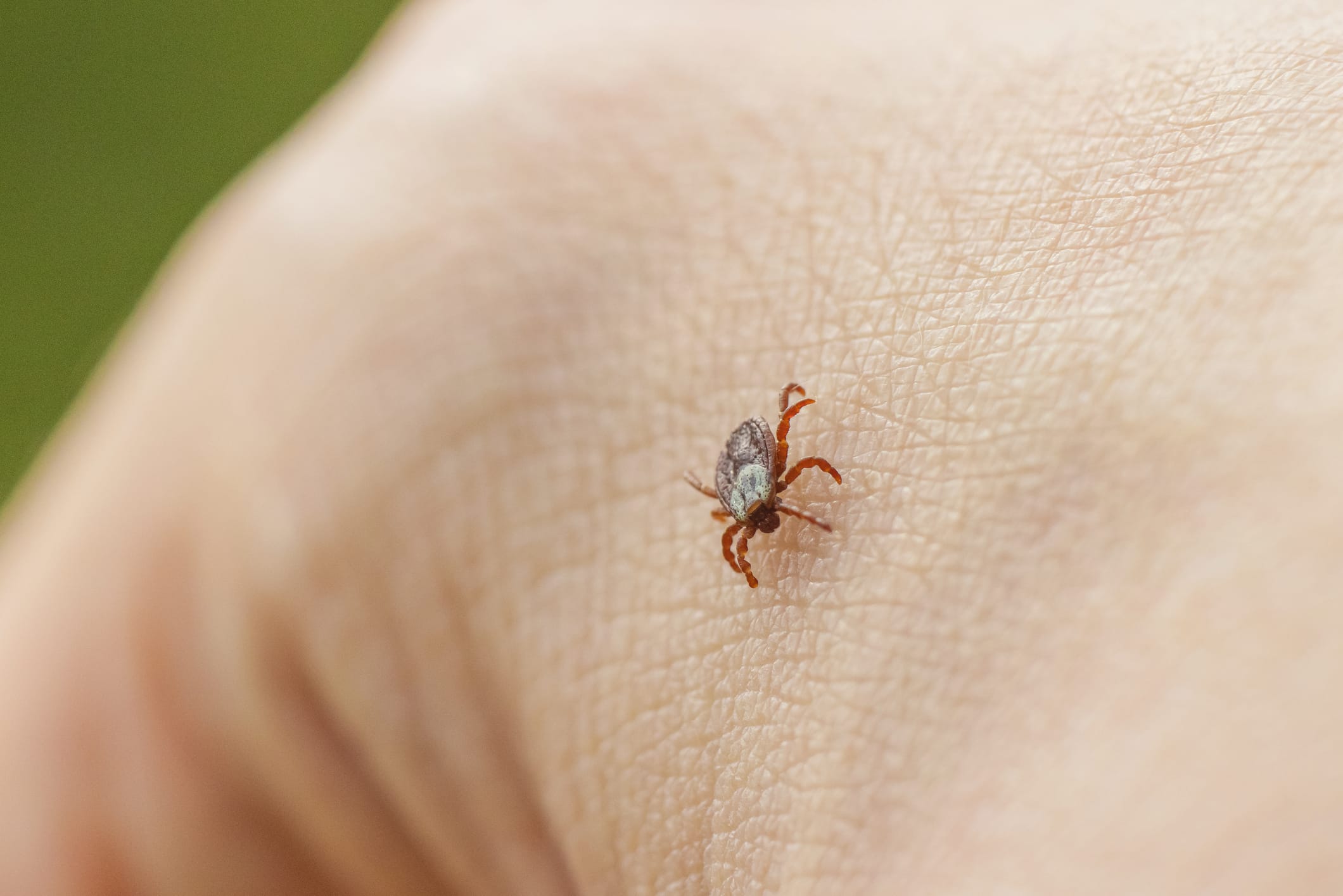 Close-up of a tick on skin